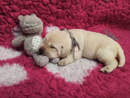 Chovatelská stanice labradorů Polepy u Kolína