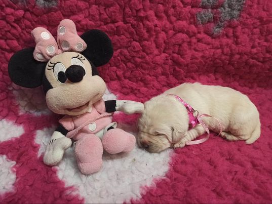 Chovatelská stanice labradorů Polepy u Kolína