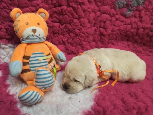 Chovatelská stanice labradorů Polepy u Kolína