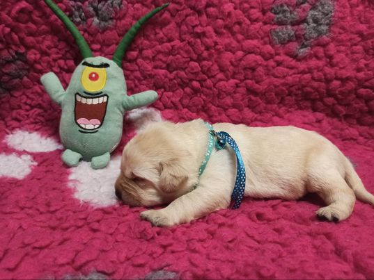 Chovatelská stanice labradorů Polepy u Kolína