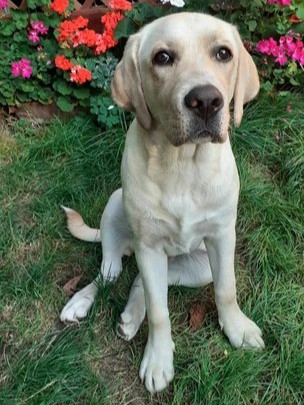 Chovatelská stanice labradorů Polepy u Kolína