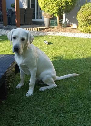 Chovatelská stanice labradorů Polepy u Kolína