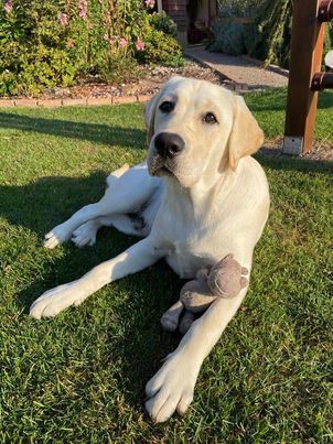 Chovatelská stanice labradorů Polepy u Kolína