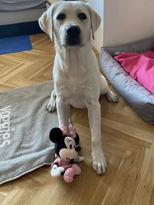 Chovatelská stanice labradorů Polepy u Kolína