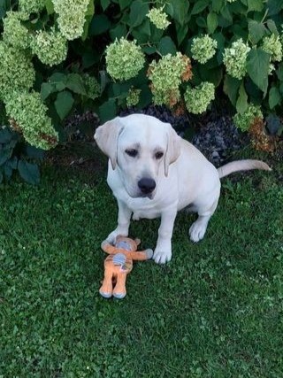 Chovatelská stanice labradorů Polepy u Kolína