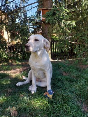 Chovatelská stanice labradorů Polepy u Kolína