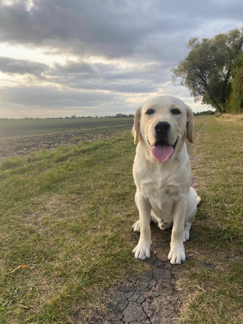 Chovatelská stanice labradorů Polepy u Kolína