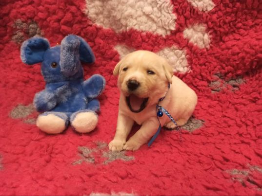 Chovatelská stanice labradorů Polepy u Kolína