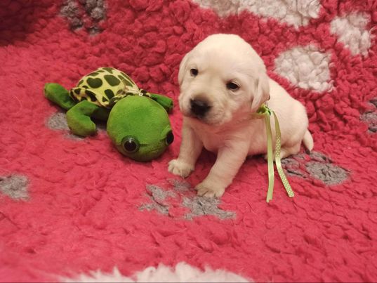 Chovatelská stanice labradorů Polepy u Kolína