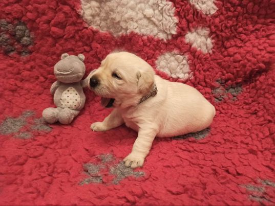 Chovatelská stanice labradorů Polepy u Kolína