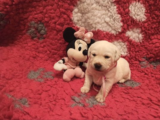 Chovatelská stanice labradorů Polepy u Kolína