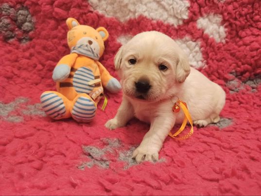 Chovatelská stanice labradorů Polepy u Kolína
