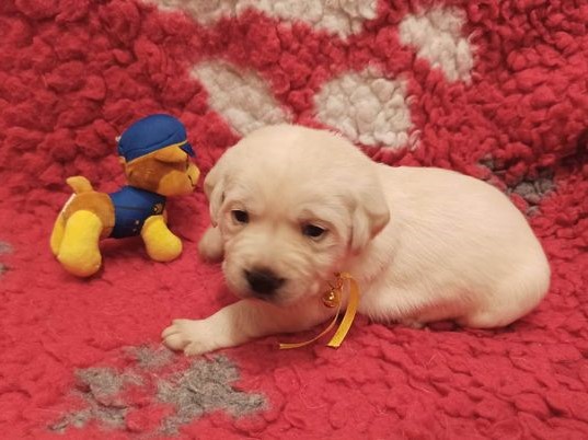 Chovatelská stanice labradorů Polepy u Kolína
