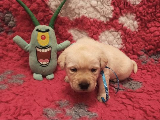 Chovatelská stanice labradorů Polepy u Kolína