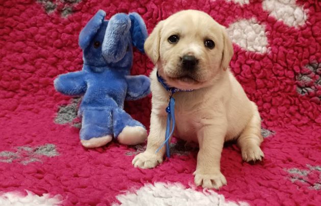 Chovatelská stanice labradorů Polepy u Kolína