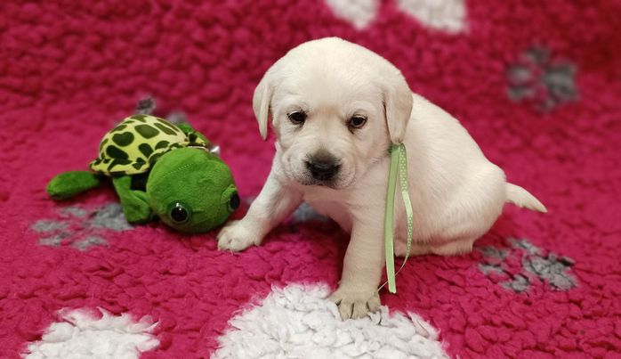 Chovatelská stanice labradorů Polepy u Kolína
