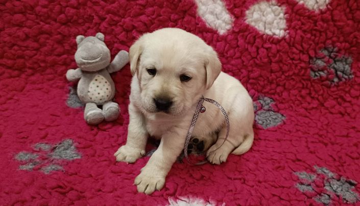 Chovatelská stanice labradorů Polepy u Kolína