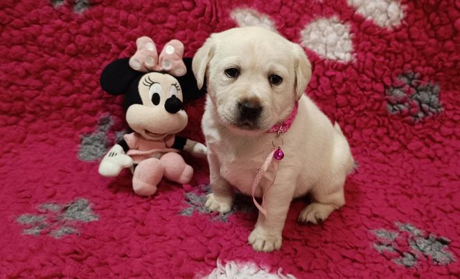 Chovatelská stanice labradorů Polepy u Kolína