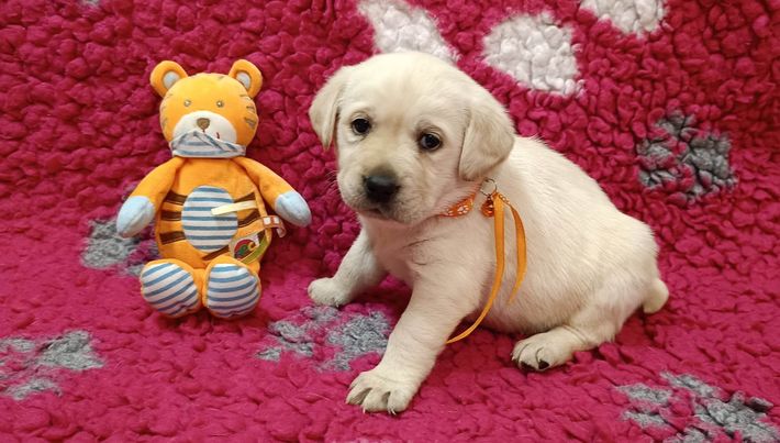 Chovatelská stanice labradorů Polepy u Kolína