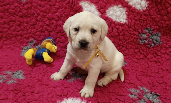 Chovatelská stanice labradorů Polepy u Kolína