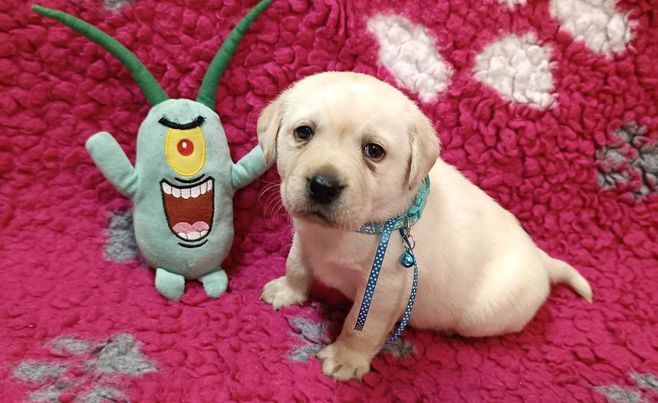 Chovatelská stanice labradorů Polepy u Kolína