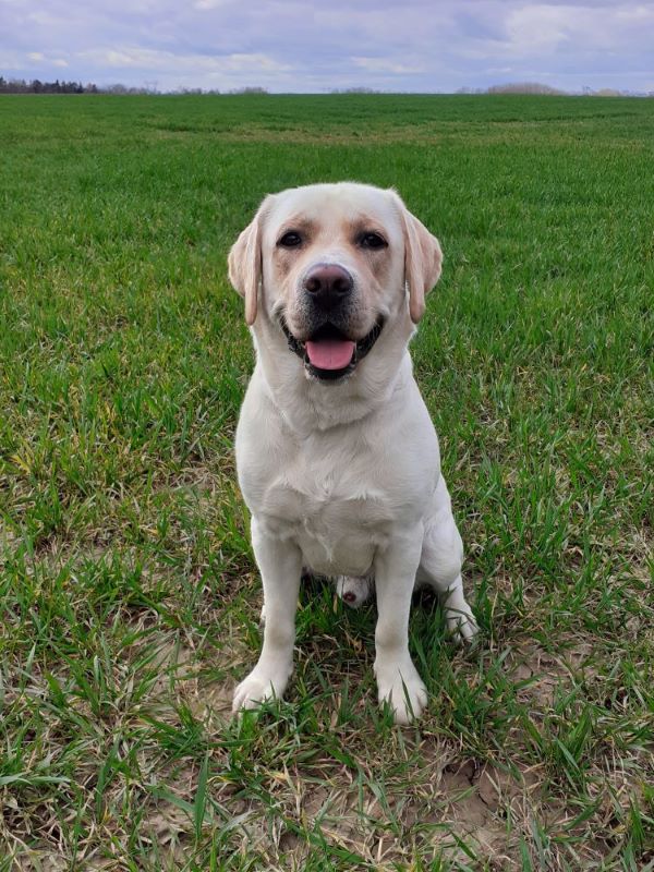 Chovatelská stanice labradorů Polepy u Kolína