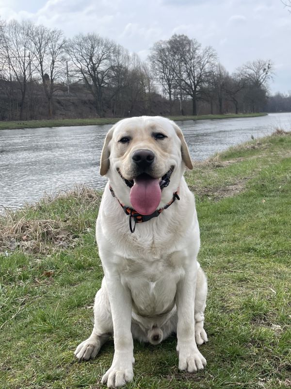 Chovatelská stanice labradorů Polepy u Kolína