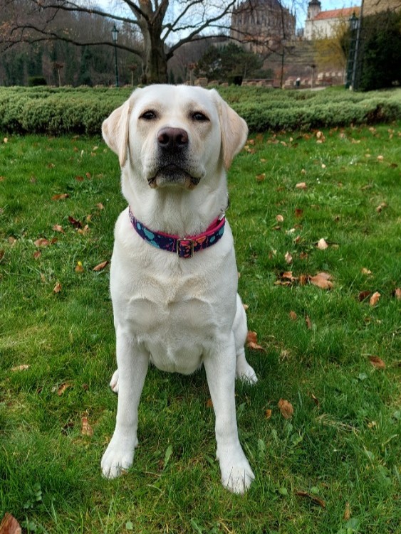 Chovatelská stanice labradorů Polepy u Kolína