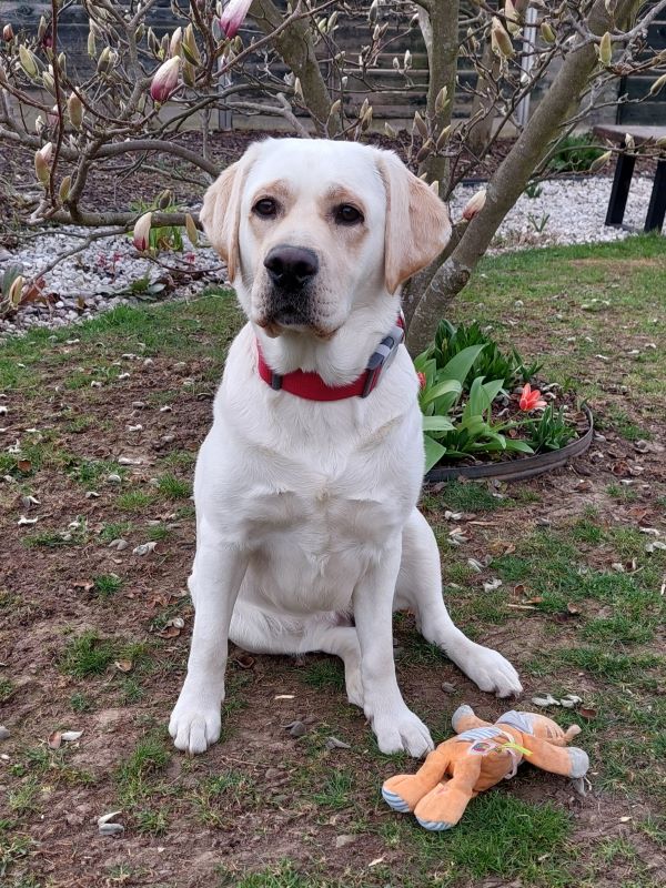 Chovatelská stanice labradorů Polepy u Kolína