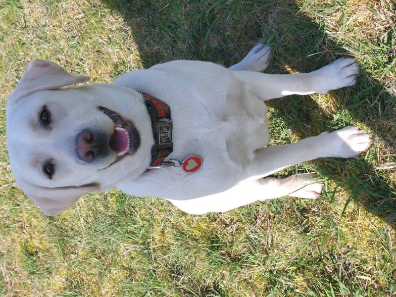 Chovatelská stanice labradorů Polepy u Kolína