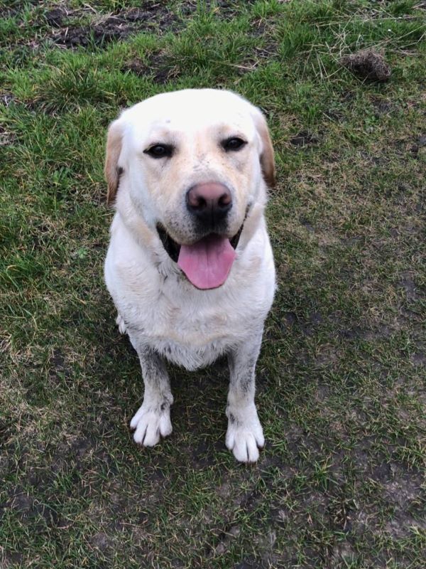 Chovatelská stanice labradorů Polepy u Kolína