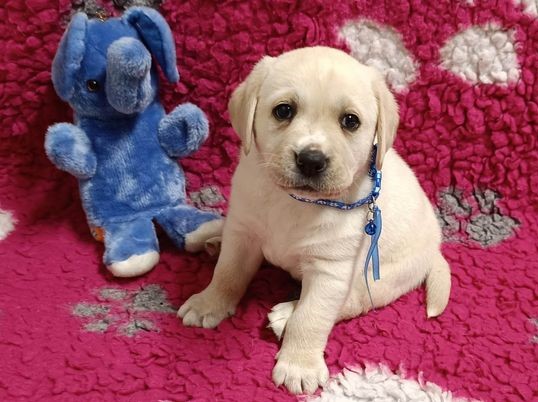 Chovatelská stanice labradorů Polepy u Kolína