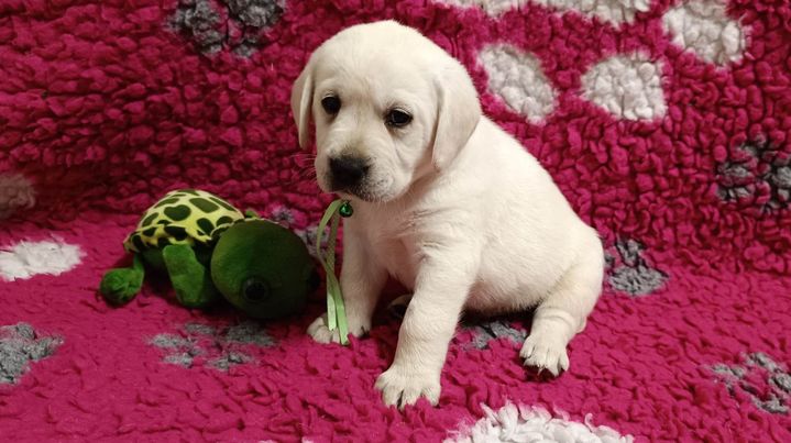 Chovatelská stanice labradorů Polepy u Kolína