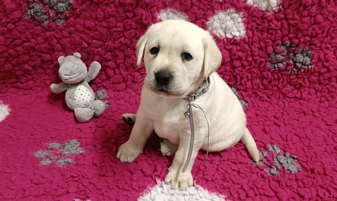Chovatelská stanice labradorů Polepy u Kolína