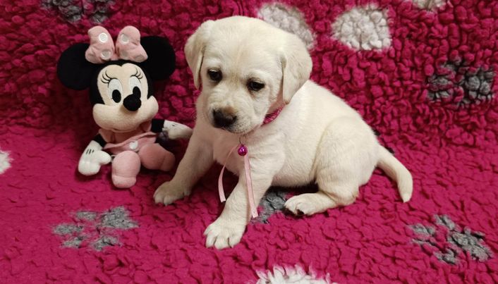 Chovatelská stanice labradorů Polepy u Kolína