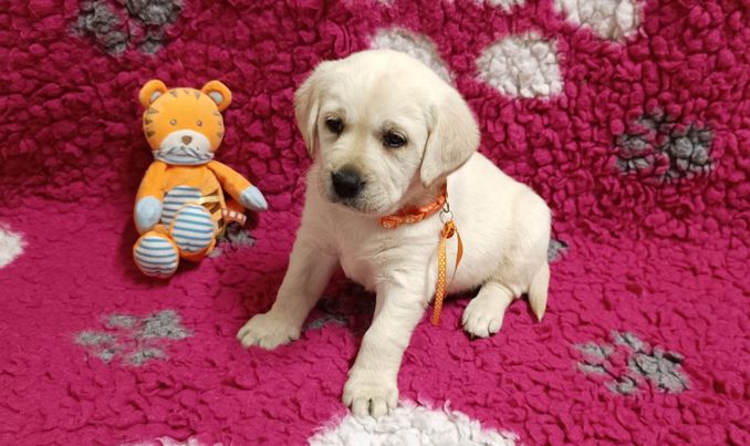 Chovatelská stanice labradorů Polepy u Kolína