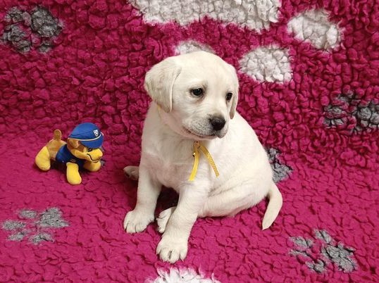 Chovatelská stanice labradorů Polepy u Kolína