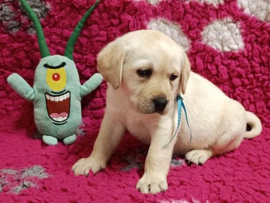 Chovatelská stanice labradorů Polepy u Kolína