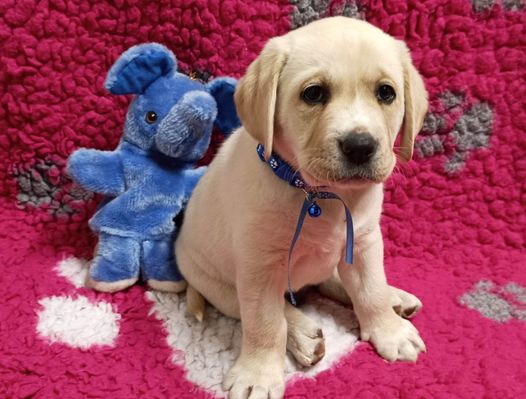 Chovatelská stanice labradorů Polepy u Kolína