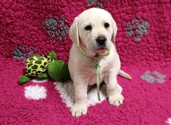 Chovatelská stanice labradorů Polepy u Kolína