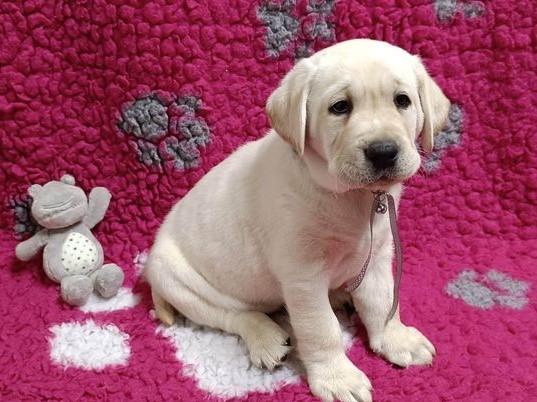 Chovatelská stanice labradorů Polepy u Kolína