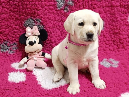 Chovatelská stanice labradorů Polepy u Kolína