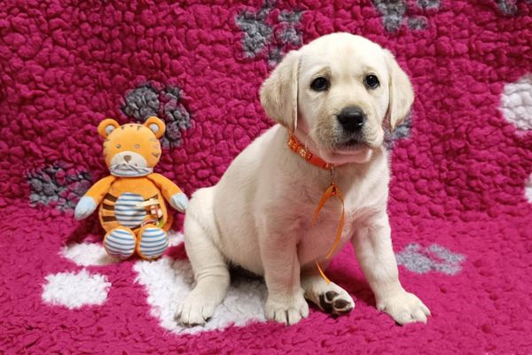 Chovatelská stanice labradorů Polepy u Kolína