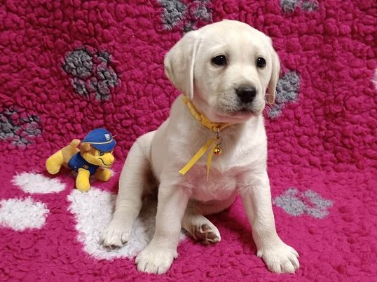 Chovatelská stanice labradorů Polepy u Kolína