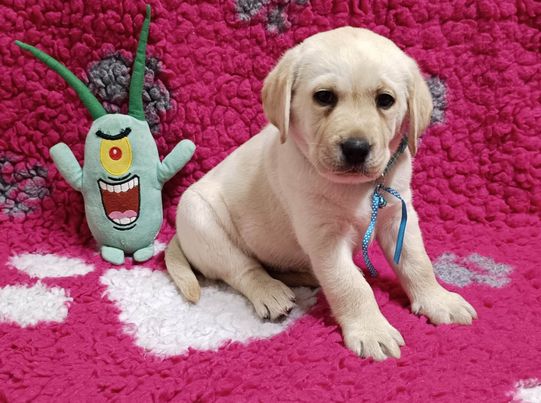 Chovatelská stanice labradorů Polepy u Kolína