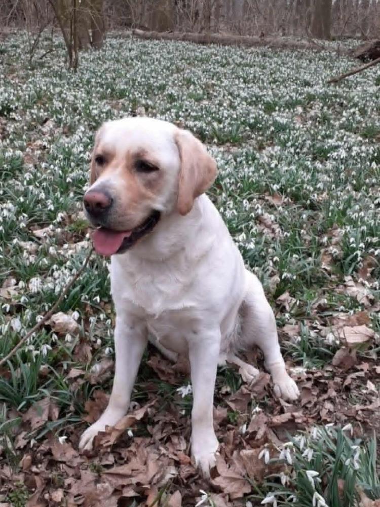 Chovatelská stanice labradorů Polepy u Kolína