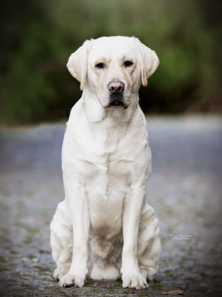 Chovatelská stanice labradorů Polepy u Kolína