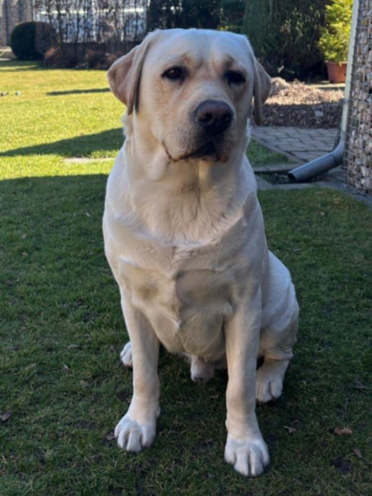 Chovatelská stanice labradorů Polepy u Kolína