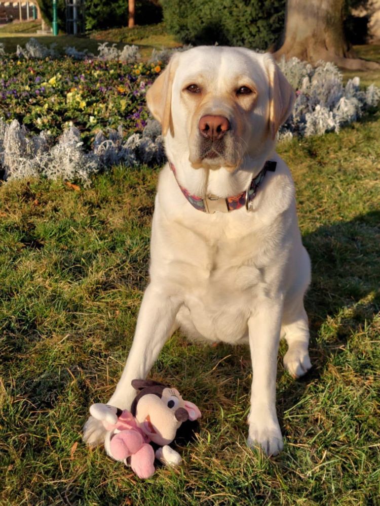 Chovatelská stanice labradorů Polepy u Kolína