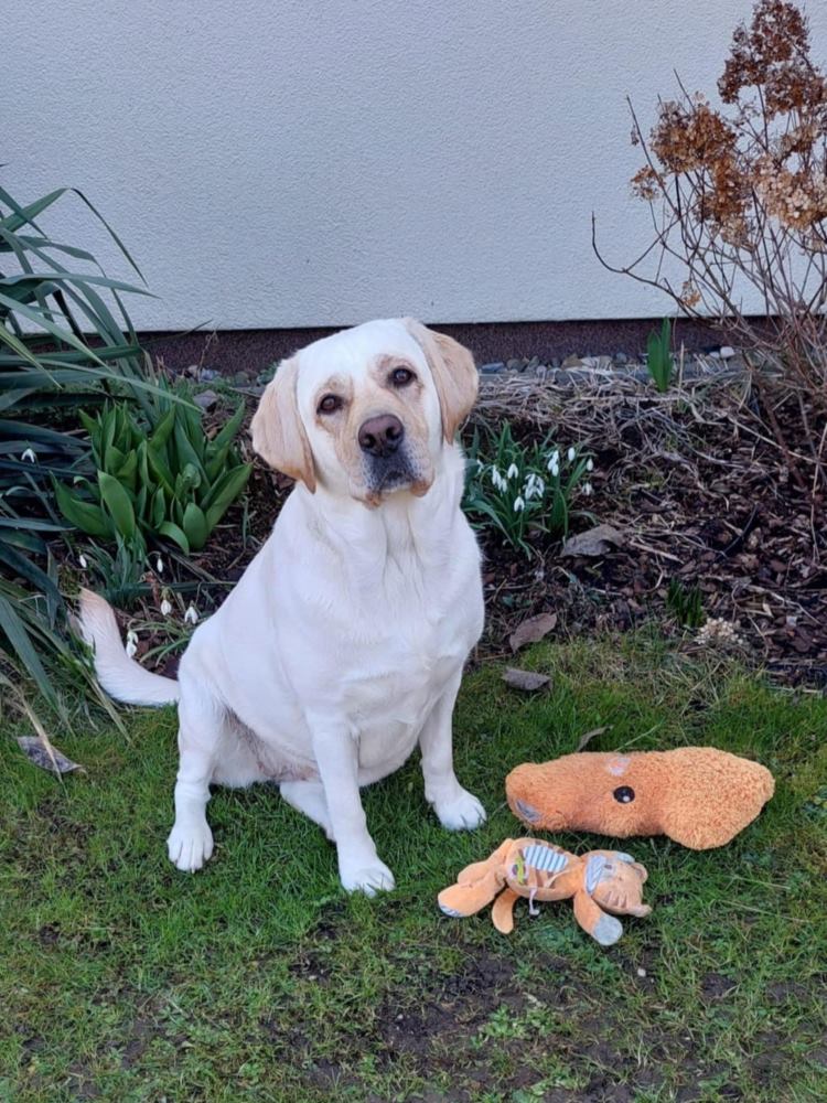 Chovatelská stanice labradorů Polepy u Kolína